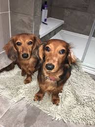 Pet obesity is an epidemic that needs to end, and the change starts with you. Red Miniature Long Haired Dachshunds Baby Dachshund Long Haired Miniature Dachshund Long Haired Dachshund