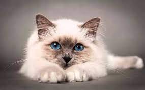 mavi gozlu kedi irklari markamama blog evcil dostun icin onemli bilgiler