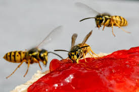 Wie Schutzt Man Sich Vor Bienen Und Wespen Duda News