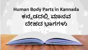 The female body consists of two of these tubes. Human Body Parts In Kannada And English Translation In Kannada