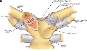 Check spelling or type a new query. The Anatomy Of The Ribs And The Sternum And Their Relationship To Chest Wall Structure And Function Sciencedirect