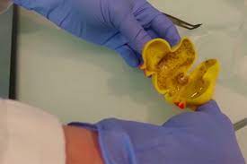 Take a clean sponge and scrub the outside of the toys with the vinegar water. How To Get Mould Out Of Your Child S Bath Toy Madeformums