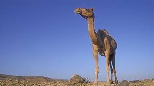 A camel is a highly efficient machine for its function and not merely a misshapen horse. How To Avoid The Worst Wardrobe Malfunction Allure