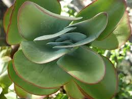 Kalanchoe Thyrsiflora Piante Appartamento Coltivazione Calancoe