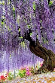 Ashikaga Flower Park In Tochigi Japan Natural Jardines Bonitos Hermosos Paisajes