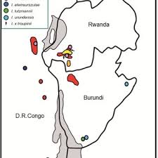 Image result for Impatiens gesneroidea