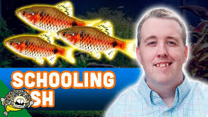 Odessa Barbs A Great Planted Tank Fish. Species Profile