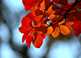Nov 04, 2011 · the answer is probably, yes! 11 Best Trees To Plant For New England Style Foliage Gardenista