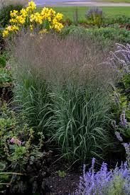 Image result for Panicum nervatum