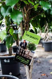 ficus regina ficus blad