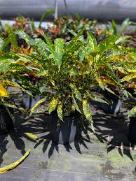 Image result for Croton kilwae