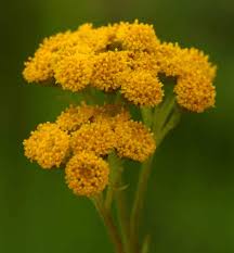 Image result for Nidorella auriculata