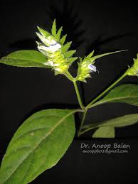 Image result for Rungia grandis