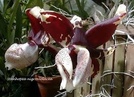 Image result for Summerhayesia zambesiaca