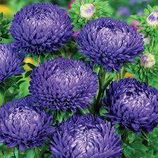 China aster synonyms, china aster pronunciation, china aster translation, english dictionary definition of china aster. Chinese Aster Seeds Lady Coral Dark Blue Cutting Flower Seeds
