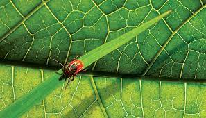 The More You Know About Lyme Disease The Easier It Is To Code Aapc Knowledge Center