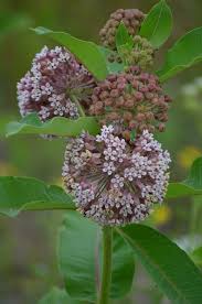 Asclepias Syriaca Common Milkweed Milkweed Plant Milkweed Seeds Asclepias
