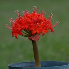 Image result for Ammocharis tinneana