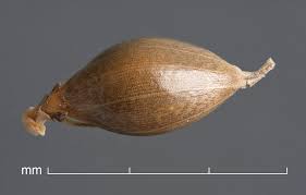 Image result for Echinochloa crus-pavonis