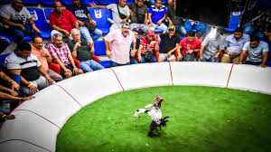 Check spelling or type a new query. La Polemica Por Las Peleas De Gallos Como Deporte Nacional