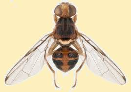 Sitôt éclose, la larve ronge la pulpe, entraînant la chute prématurée des olives, qui sont alors rendues impropres à la conservation et à la consommation. La Guerre Sus A Xylella Et La Mouche De L Olivier Pairet Org