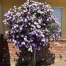 Image result for Lessertia pauciflora