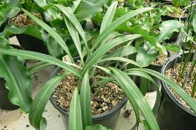 Image result for Stathmostelma pedunculatum