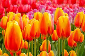Keukenhof Tulip Garden Beautiful Flowers Most Beautiful Flowers Flowers