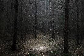Ellie Davies Stars 2014 Lensculture Forest Art Forest Landscape Mystical Forest