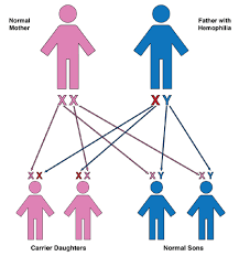 how hemophilia is inherited genetics hog handbook