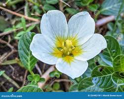 Image result for Ludwigia adscendens