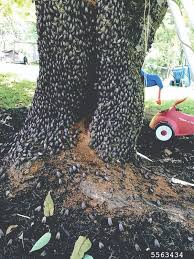 Spotted lanternfly nymphs are small and climb up the tree. Pennsylvania Growers Struggle With Spotted Lanternfly Fruit Growers News