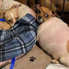 Image result for chihuahua big obesity