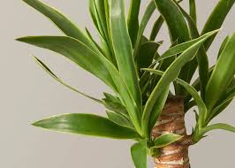 Image result for Yucca