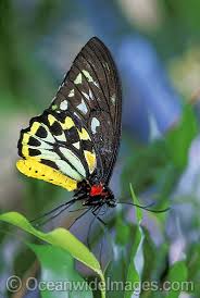 Australian Butterflies Photos Pictures Images