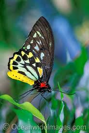 Australian Butterflies Photos Pictures Images