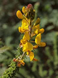 Image result for Adenocarpus