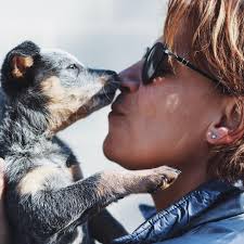 Dont worry Maximus you are my one and only. I cant ever pass up an invite  to @northwindfarms to play with all the animals especially when there is a  new addition to