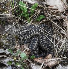 Gift kan være farlig for mennesker. The First One Instaology