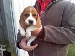 Basset hound · richmond, mi. Basset Hound Puppies For Sale