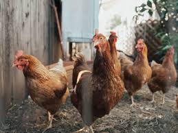 Berikut ini adalah kisah sukses ternak muraibatu kandang super. Cara Ternak Ayam Joper Sukses Kandang Alat Bibit Pakan Pemeliharaan Panen