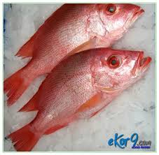 Ikan berminyak atau ikan berdaging merah lebih kering, ujarnya. 5 Jenis Ikan Kakap Budidaya Dan Gambarnya Dunia Fauna Hewan Binatang Tumbuhan Dunia Fauna Hewan Binatang Tumbuhan