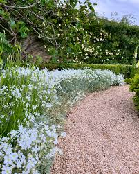 Image result for Cerastium