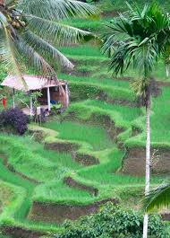 Sapu lidi lembang bandung adalah tempat yang dipilih untuk staycation saat hari kelahiran suami di bulan maret yang lalu. Bali Rice Terraces Bali Indonesia Http Www Beyondvillas Com Pemandangan Bali Pedesaan