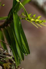 Image result for Cyrtorchis arcuata