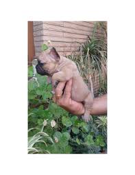 Check out the many different french bulldog pictures and french bulldog images. French Bulldog Puppies For Sale Gender Male