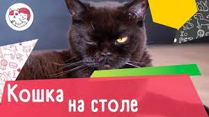 4 soveta kak otuchit koshku zabiratsya na stol youtube