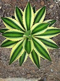 Home > plants > indoor plants > cactus plants. 51 Trinidad Plants Ideas Plants Planting Flowers Trinidad