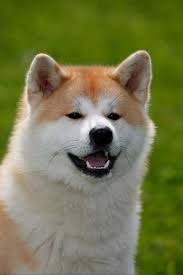 Pin Em Razas De Perro Dog Breeds