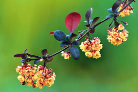 Image result for Berberis thunbergii